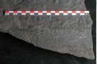 Foto (Detailansicht) von Sigillaria sp. (NHMW-GEO-2024-0188-11242)
